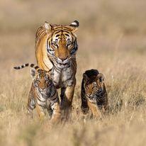 Tiger with cubs