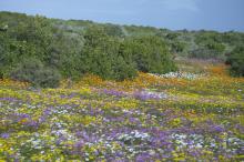 West coast national park